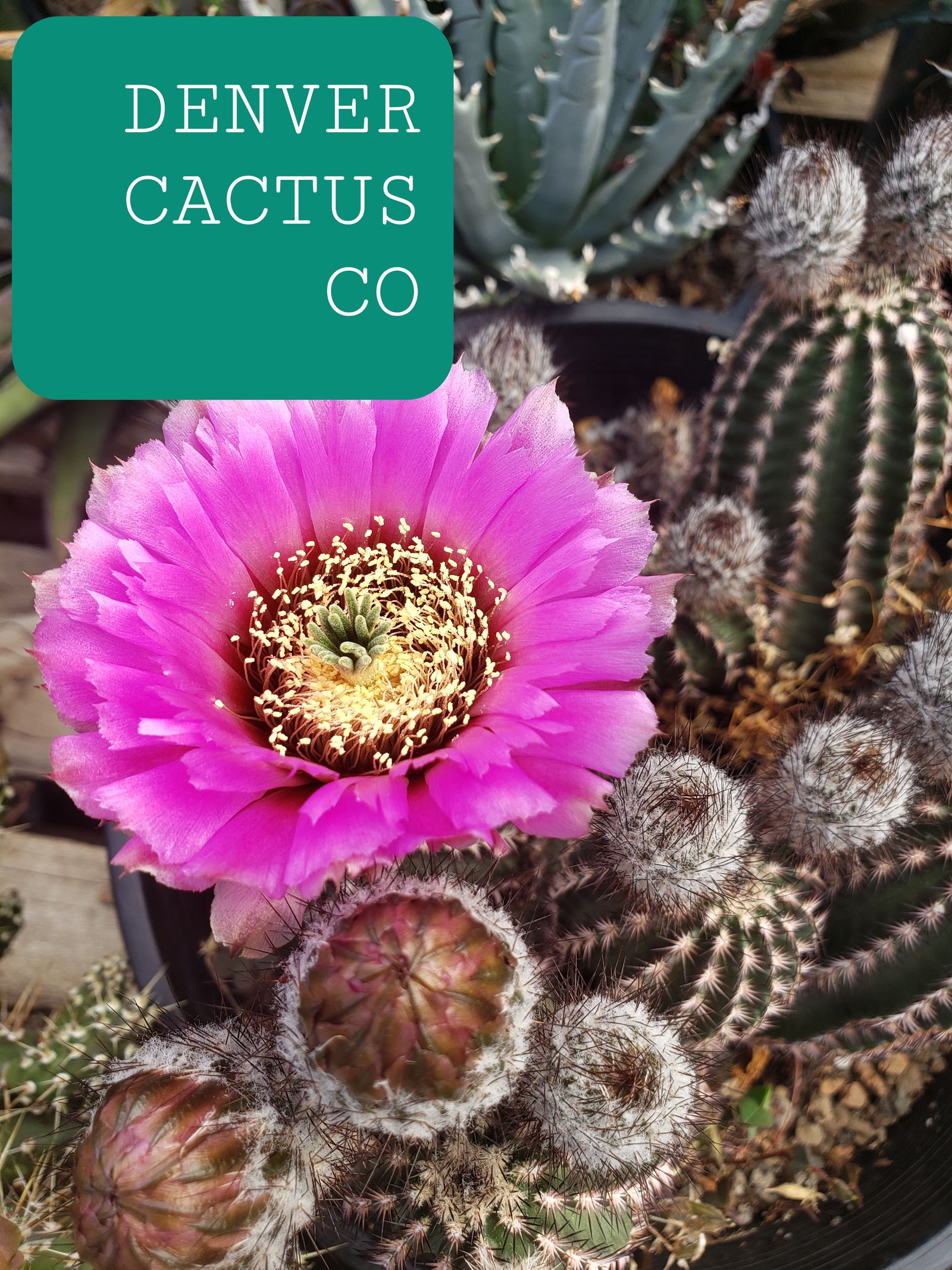 Home Colorado Cactus & Succulent Society
