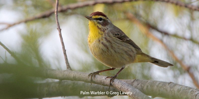 Palm Warbler