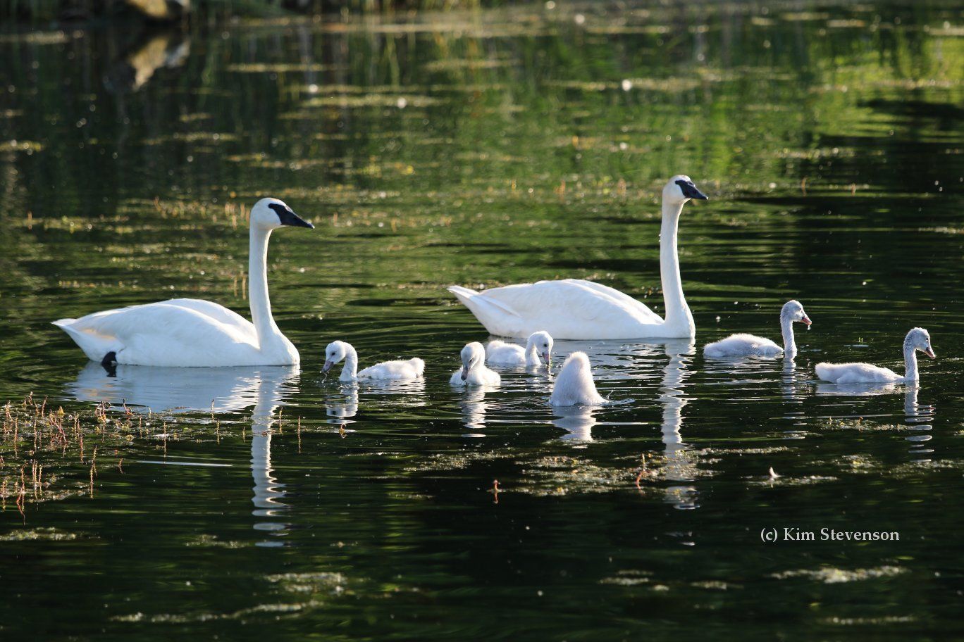 Learn how you can make swan friendly habitat