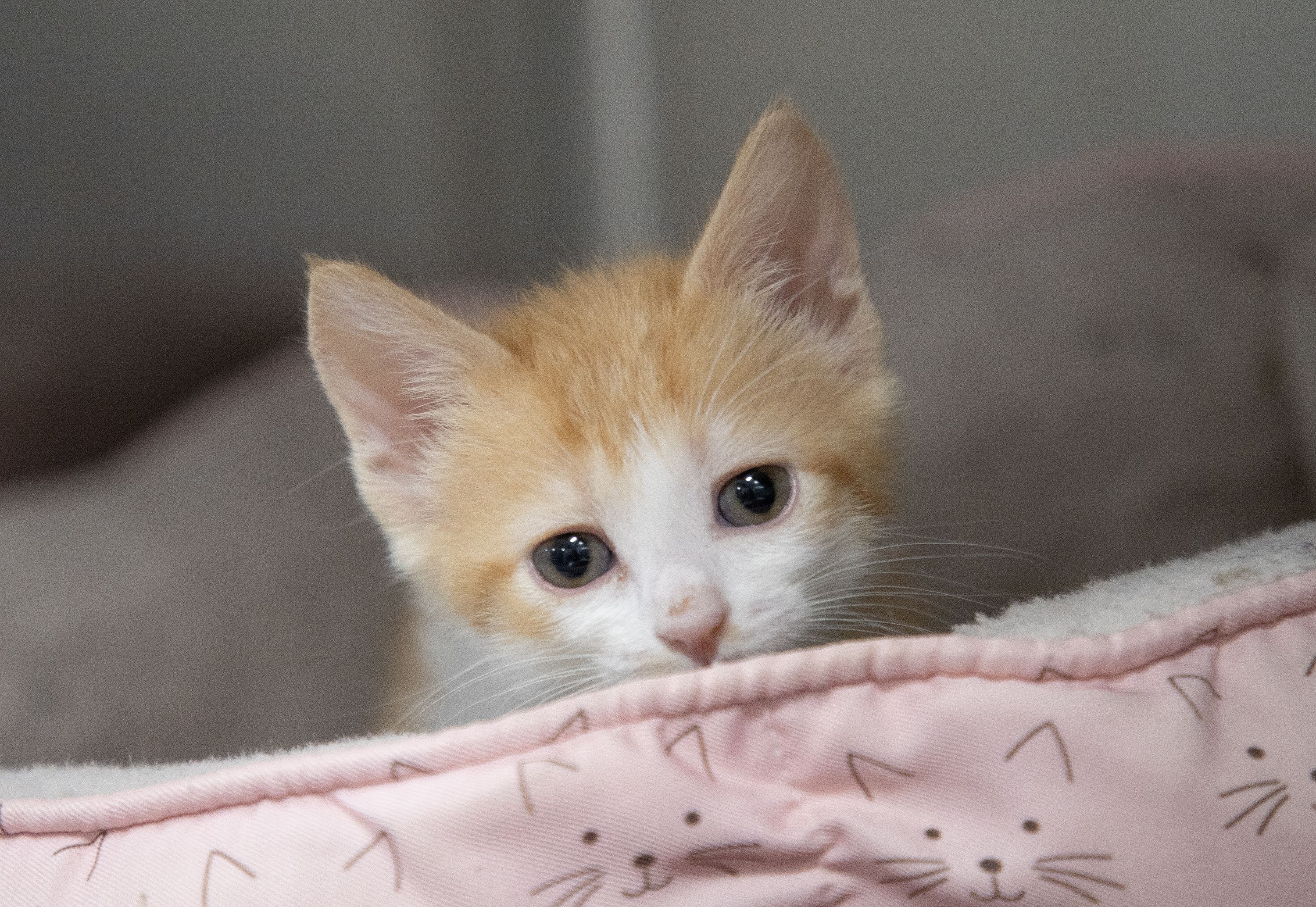 Be a Hero for Animals - Foster!