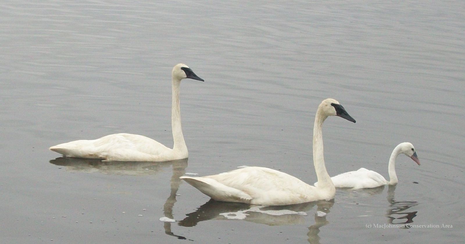 Juvenile Swan Identification | Trumpeter Swan Society