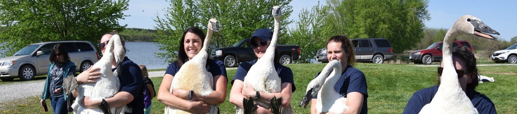 Neck collars including GPS tracking collars let us know locations of trumpeter swans
