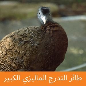 Great malay argus pheasant