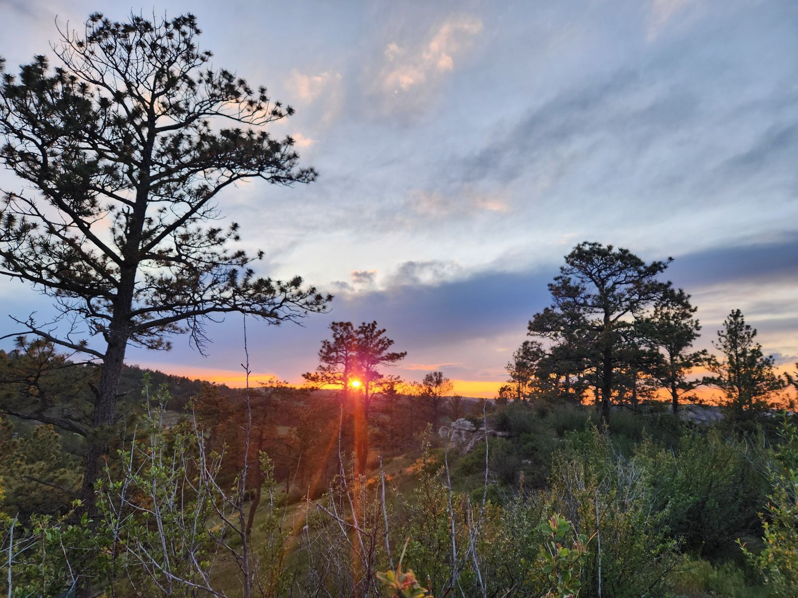 Sunset through the ponderosa pine at Wildcat Hills