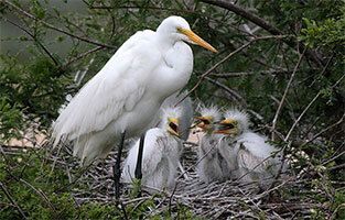 Why Birds Matter & the Houston Connection