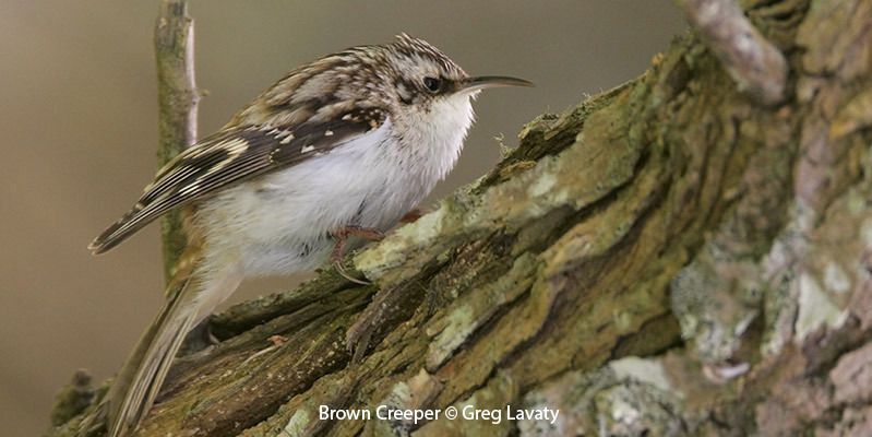 Brown Creeper