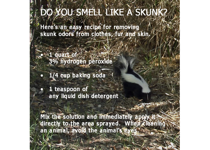 Skunk Spray Recipe