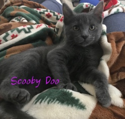 Scooby Doo adopted 21019