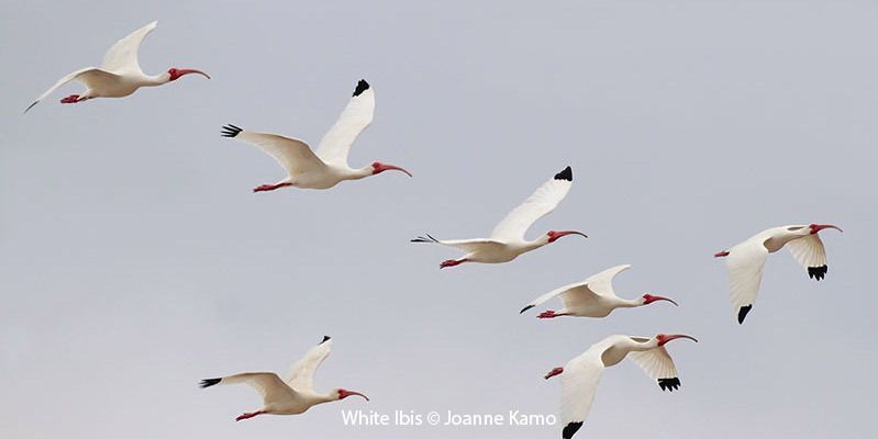 White Ibis