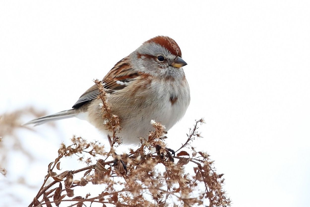 Spotlight on sparrows: Birds to see in November and December