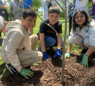 Trees for Tomorrow School Program »