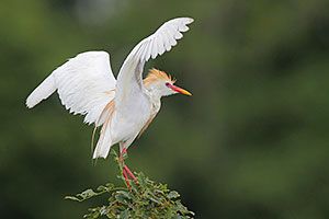 Cattle Egret (breeding plumage)