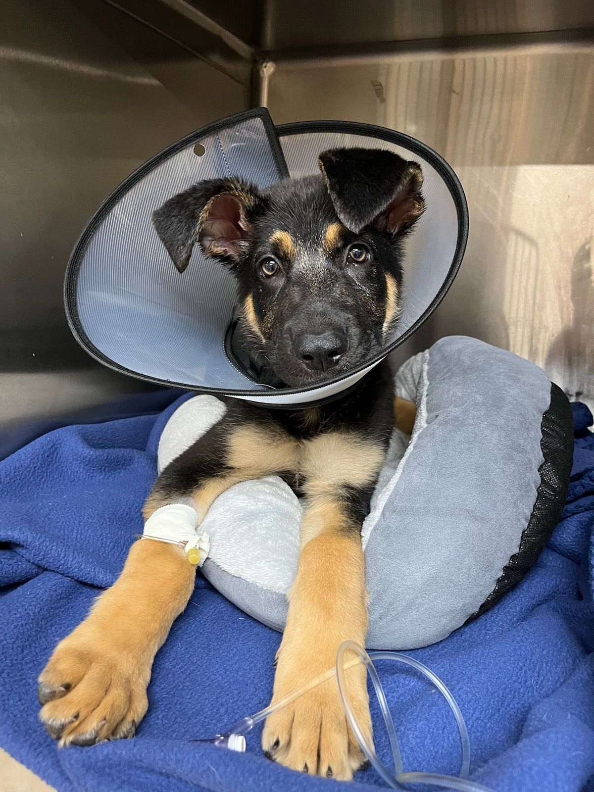 Help Us Save More Lives