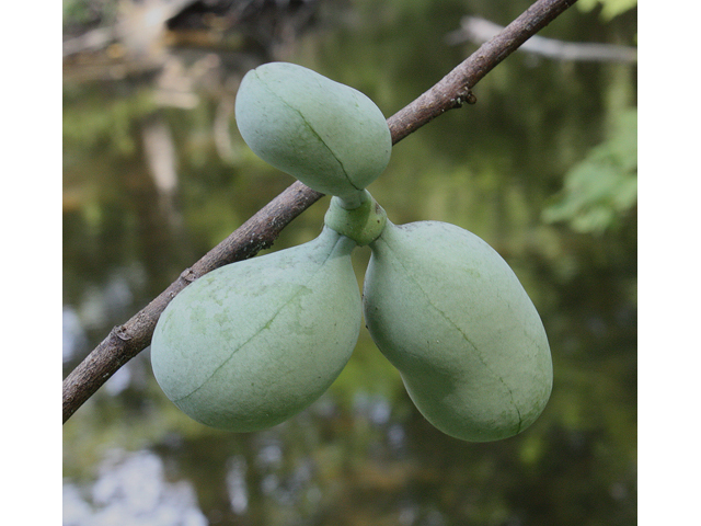 Pawpaw - Pack of 5 Seedlings (12"-18")