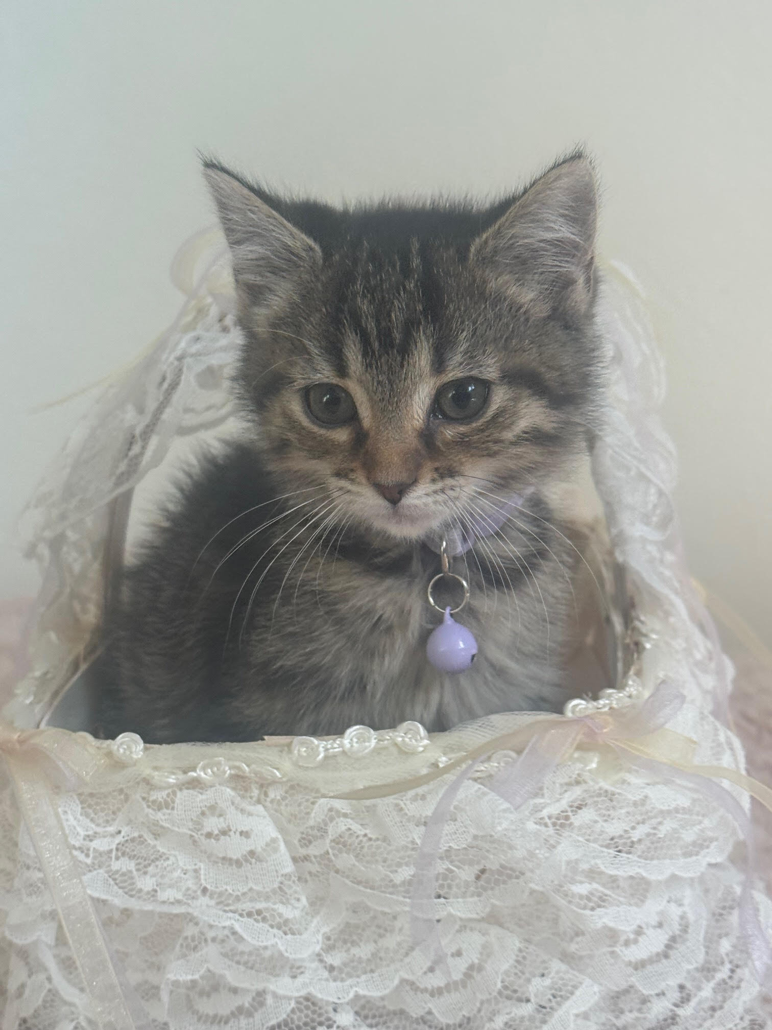 Peep - ADOPTION PENDING