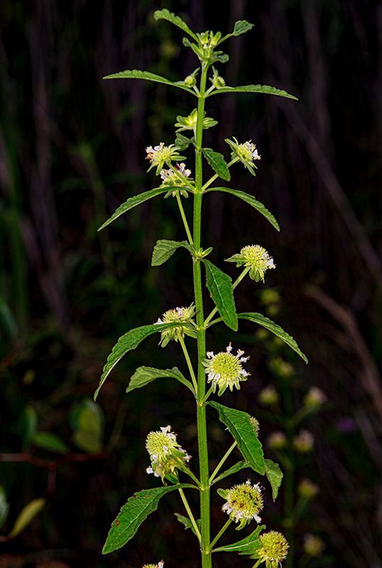 Clustered Bushmint
