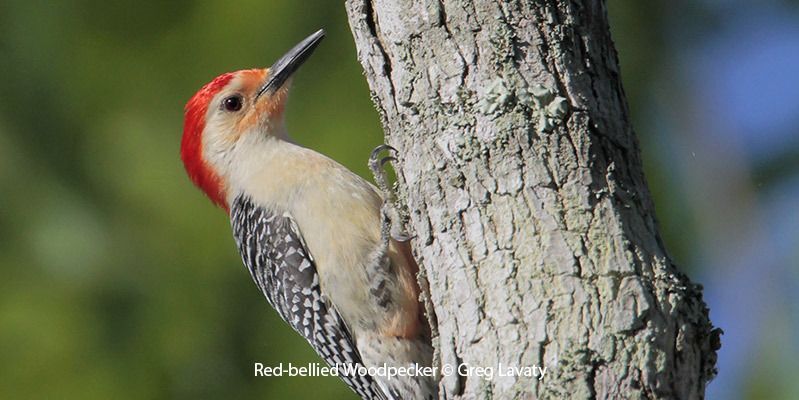 Red-bellied Woodpecker