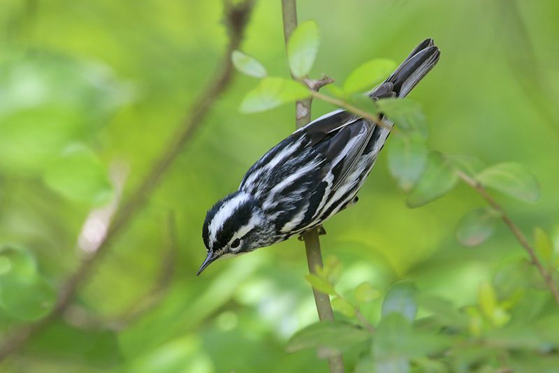 Black-and-white Warbler