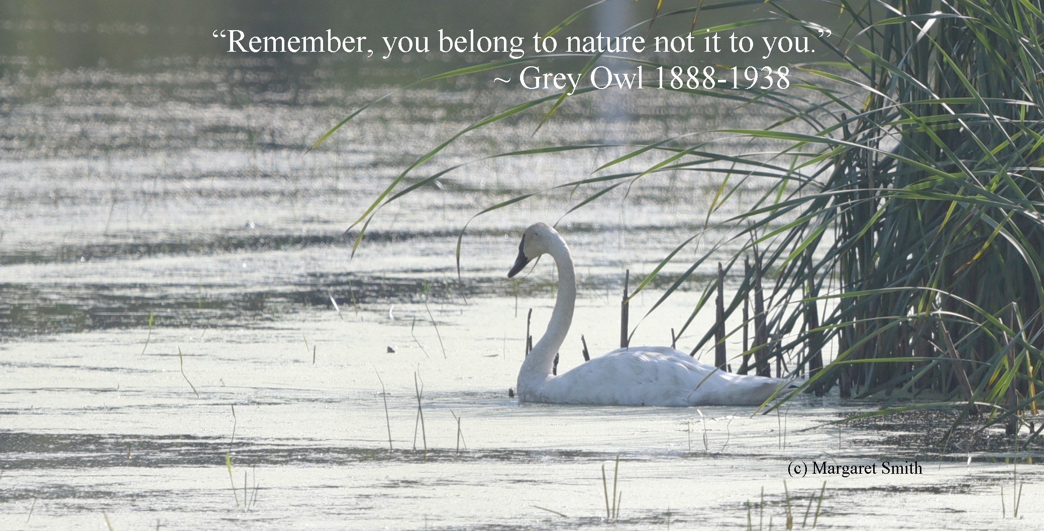 Words we like: Gray Owl's timeless wisdom