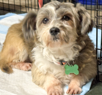 Butterscotch - ADOPTED