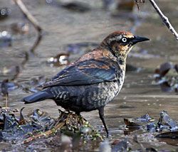 Rusty Blackbird (first winter male)
