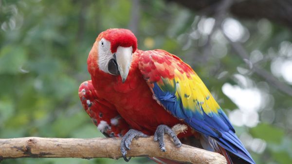 Scarlet Macaw