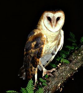 Barn Owl