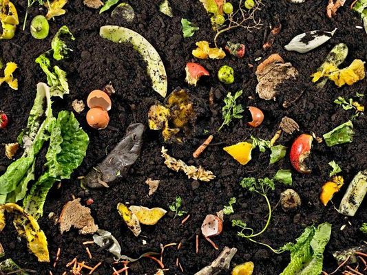 The Basics of Backyard Compost 