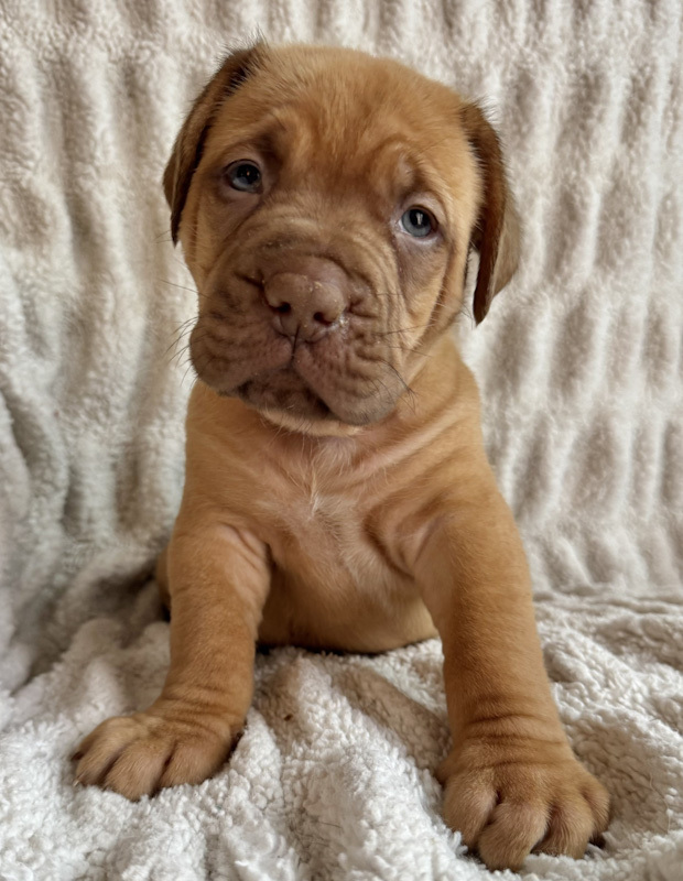 Oink - ADOPTION PENDING