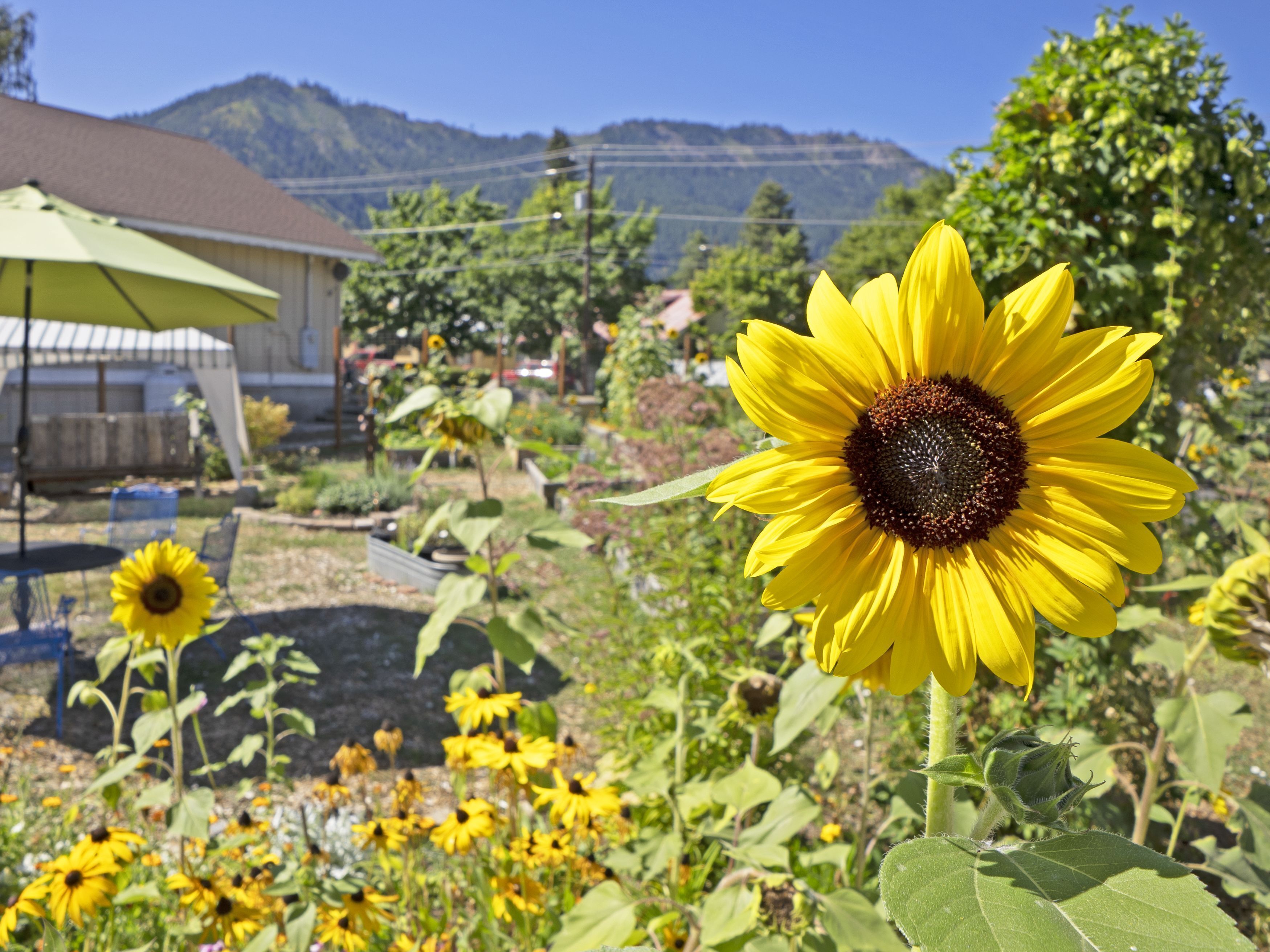 E. Lorene Young Community Garden 