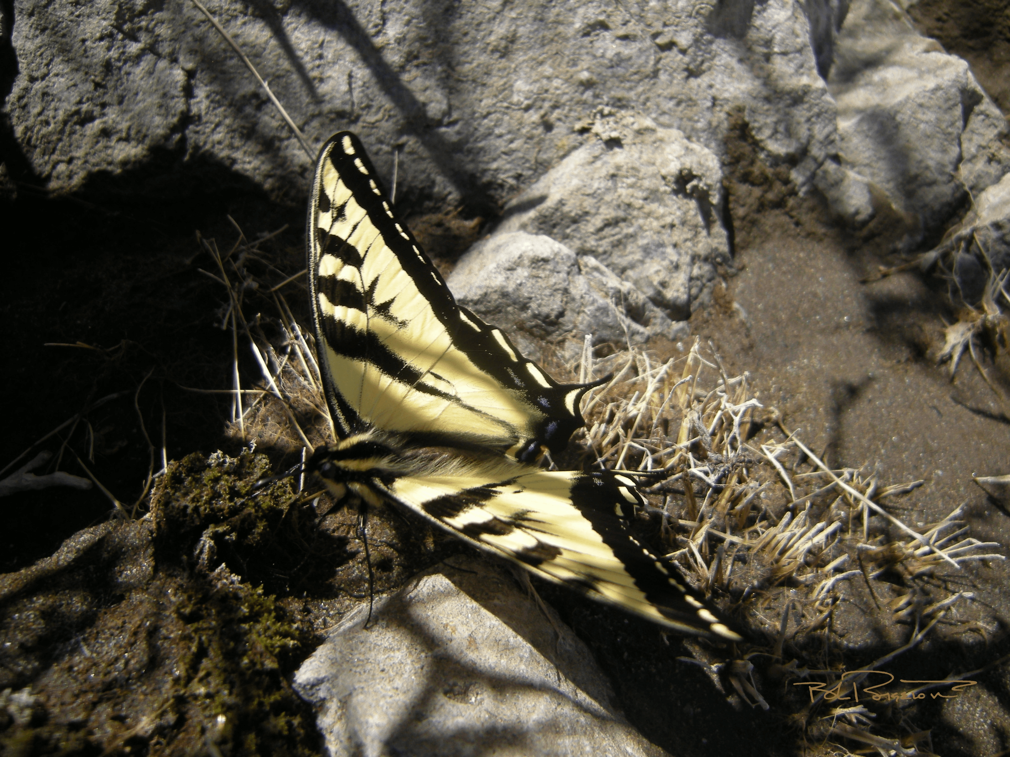 Butterfly 1