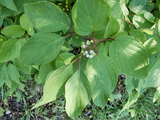 Red Osier Dogwood - Pack of 5 Seedlings (12"-18")