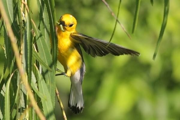 Prothonotary Warbler