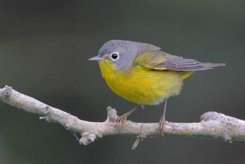 Nashville Warbler