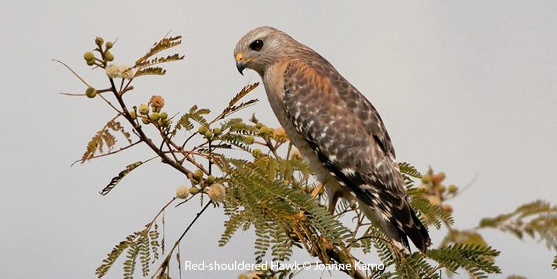 Red-shouldered Hawk