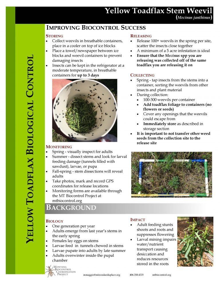 Yellow toadflax stem weevil info sheet
