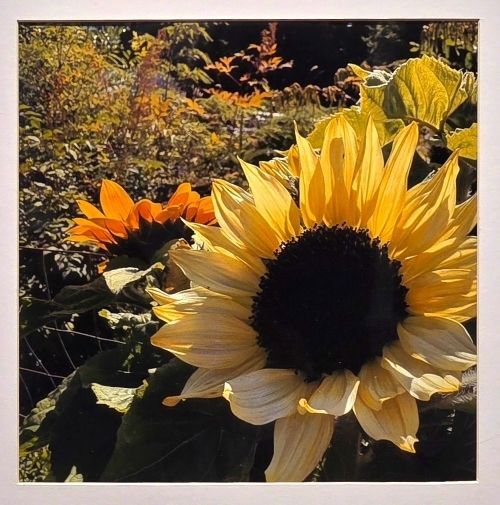 Ms. Sunflower - James Edwards