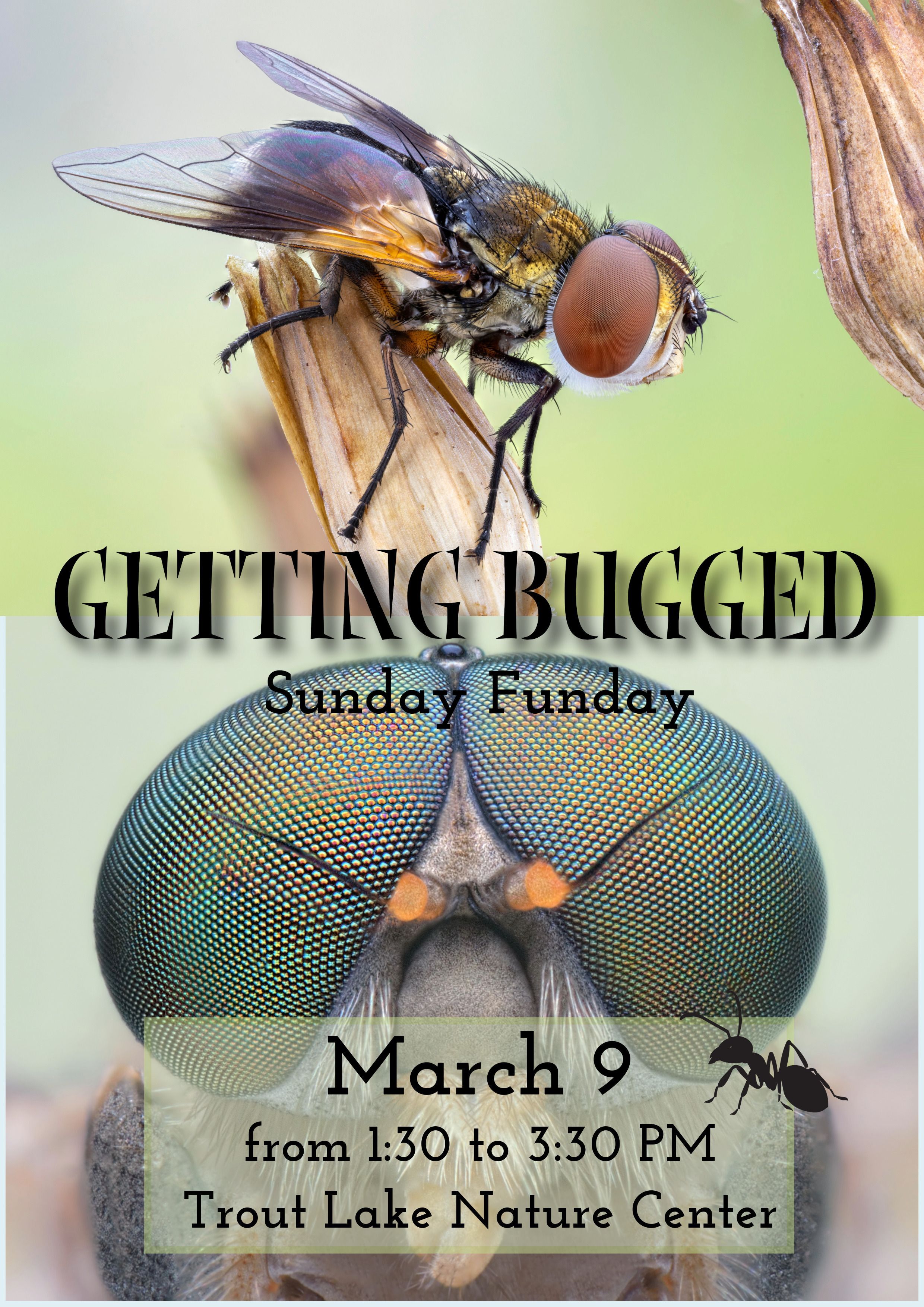 Event flyer with dragonflies and flowers for the insect Sunday Funday event. Special guests at the event include the Lake County Mosquito Management Division.