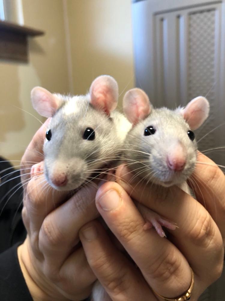 Rats store for adoption