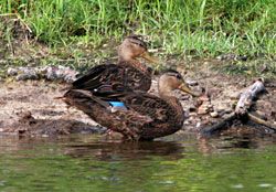 Mottled Ducks