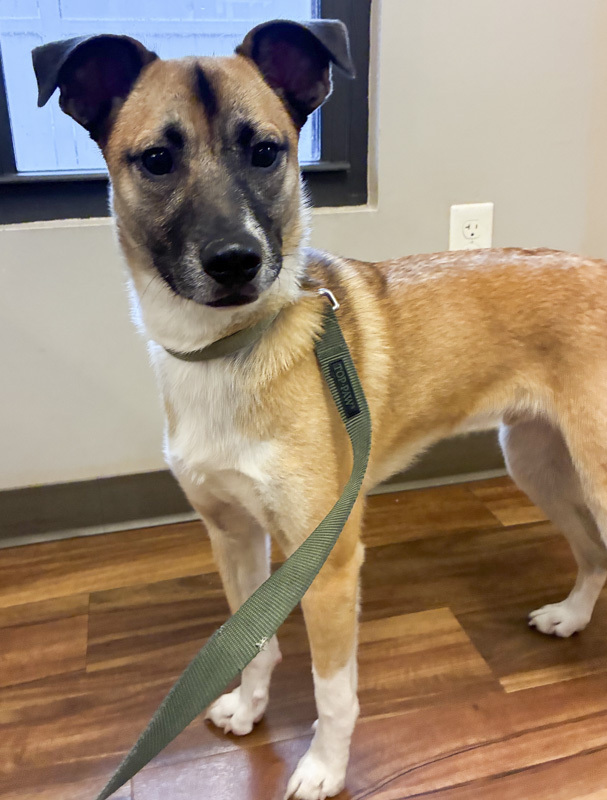 Havoc - ADOPTED