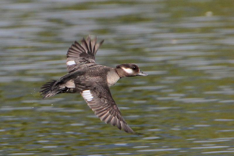 Bufflehead (female)