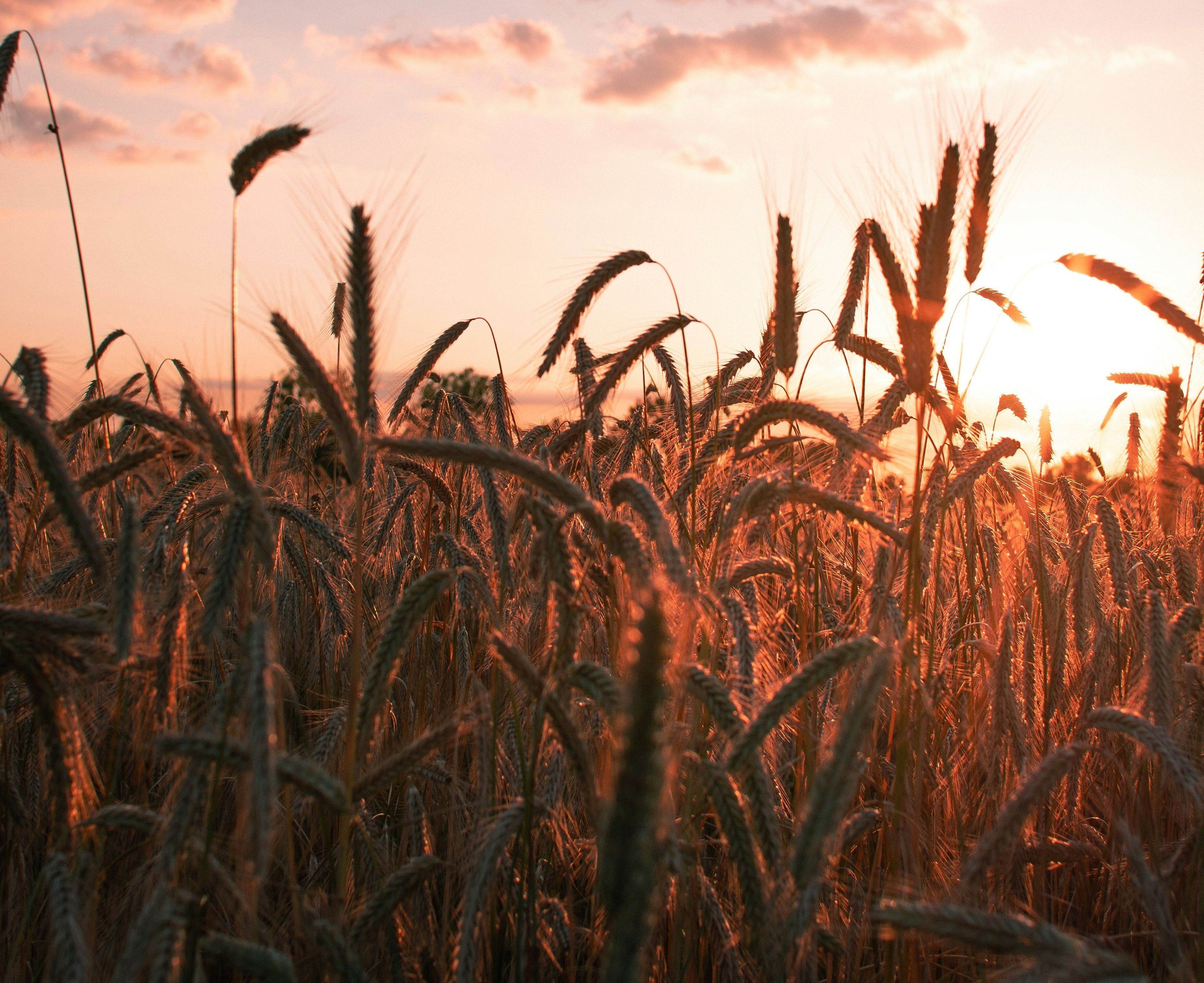 photo of wheat field at dusk