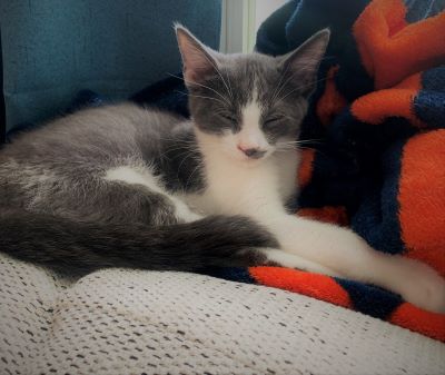 Carter - Adoption Pending