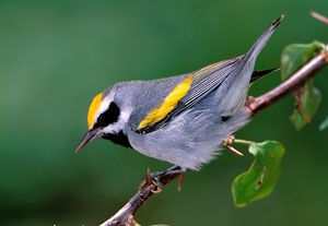 Golden-winged Warbler (male)