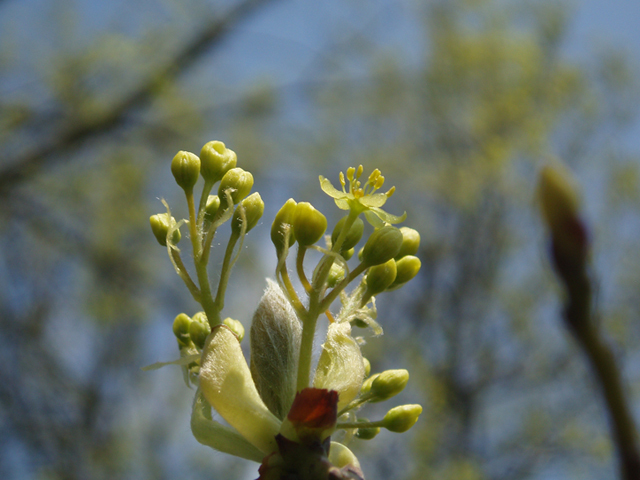 Sassafras - Pack of 25 Seedling (6"-12")
