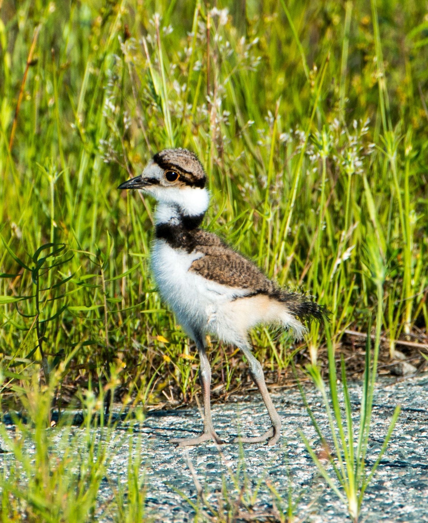 Killdeer chick by Ed Hughes
