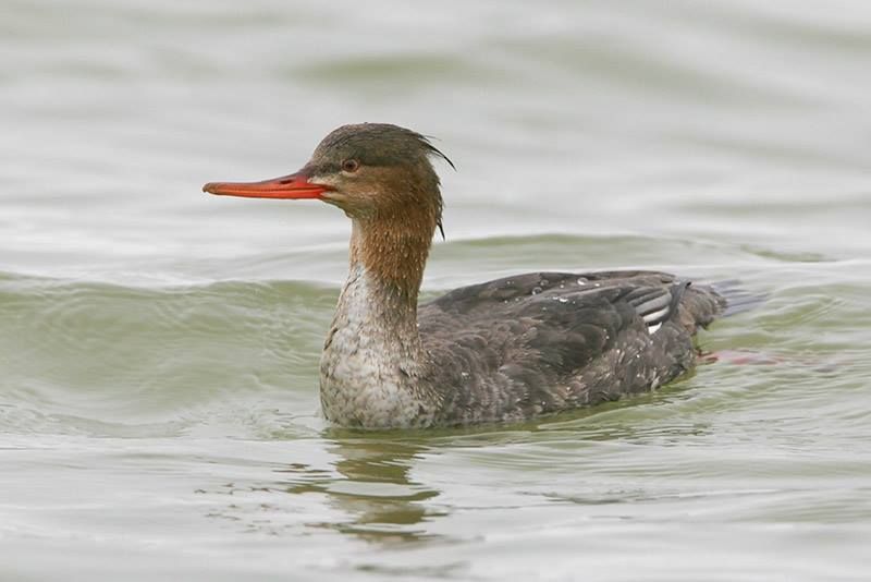 Red-breasted Merganser (female)