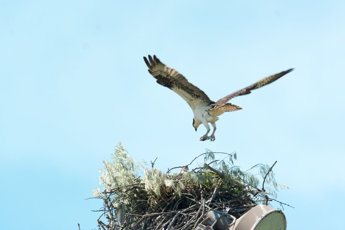 An Osprey landing in its nest against a light blue sky.