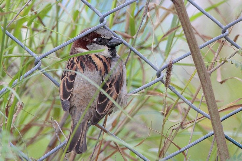 House Sparrow